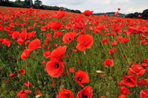 poppies_full_width