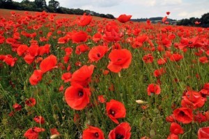 poppies_full_width-300x199